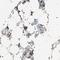 RCAN Family Member 3 antibody, NBP1-84972, Novus Biologicals, Immunohistochemistry frozen image 