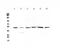 Homogentisate 1,2-Dioxygenase antibody, A01909-1, Boster Biological Technology, Western Blot image 