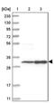 Mitochondrial glutamate carrier 1 antibody, PA5-53207, Invitrogen Antibodies, Western Blot image 