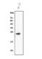 Claudin 3 antibody, A04393-4, Boster Biological Technology, Western Blot image 
