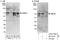 MIER Family Member 3 antibody, A303-194A, Bethyl Labs, Western Blot image 