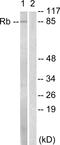 RB Transcriptional Corepressor 1 antibody, LS-C117820, Lifespan Biosciences, Western Blot image 