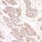 Rap Guanine Nucleotide Exchange Factor 2 antibody, A301-966A, Bethyl Labs, Immunohistochemistry paraffin image 