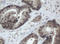 Chromobox 8 antibody, LS-C788882, Lifespan Biosciences, Immunohistochemistry paraffin image 