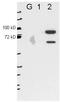 Epithelial Splicing Regulatory Protein 2 antibody, orb345208, Biorbyt, Western Blot image 