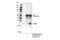 CKLF-like MARVEL transmembrane domain-containing protein 4 antibody, 17433S, Cell Signaling Technology, Immunoprecipitation image 