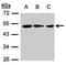 Zinc Finger MYND-Type Containing 10 antibody, GTX107739, GeneTex, Western Blot image 