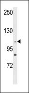 Centrosomal Protein 128 antibody, 63-728, ProSci, Western Blot image 