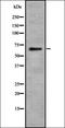 FAT Atypical Cadherin 1 antibody, orb337739, Biorbyt, Western Blot image 