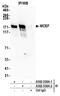 AF4/FMR2 Family Member 4 antibody, A302-538A, Bethyl Labs, Immunoprecipitation image 