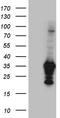 MAC2 antibody, TA804613S, Origene, Western Blot image 