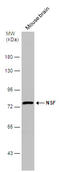 N-Ethylmaleimide Sensitive Factor, Vesicle Fusing ATPase antibody, GTX109731, GeneTex, Western Blot image 