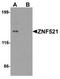 Zinc finger protein 521 antibody, TA319089, Origene, Western Blot image 