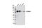 Catenin Beta 1 antibody, 8480P, Cell Signaling Technology, Western Blot image 