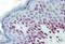 Lamin-C antibody, MBS242389, MyBioSource, Immunohistochemistry frozen image 