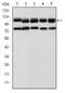 BMP type II receptor antibody, NBP2-37625, Novus Biologicals, Western Blot image 