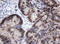 Methyltransferase-like protein 16 antibody, LS-C173908, Lifespan Biosciences, Immunohistochemistry paraffin image 