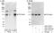 DNA Polymerase Kappa antibody, A301-975A, Bethyl Labs, Immunoprecipitation image 
