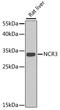 Natural Cytotoxicity Triggering Receptor 3 antibody, STJ29233, St John