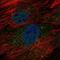 Golgi Transport 1B antibody, NBP2-58644, Novus Biologicals, Immunofluorescence image 