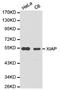 X-Linked Inhibitor Of Apoptosis antibody, TA327071, Origene, Western Blot image 