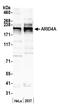 AT-Rich Interaction Domain 4A antibody, A302-231A, Bethyl Labs, Western Blot image 
