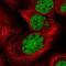 NELF-E antibody, NBP2-55487, Novus Biologicals, Immunocytochemistry image 