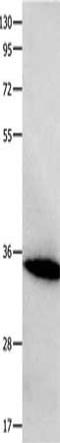 Forkhead Box S1 antibody, orb518912, Biorbyt, Western Blot image 