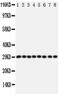 Cytokine-inducible SH2-containing protein antibody, PA5-79048, Invitrogen Antibodies, Western Blot image 