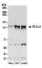 Phospholipase C Like 2 antibody, A304-642A, Bethyl Labs, Western Blot image 