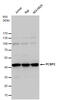 Poly(RC) Binding Protein 2 antibody, GTX114617, GeneTex, Western Blot image 