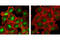 SMAD Family Member 1 antibody, 9516P, Cell Signaling Technology, Immunofluorescence image 