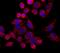 Translocase Of Outer Mitochondrial Membrane 20 antibody, FNab08858, FineTest, Immunofluorescence image 