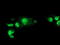 Non-Homologous End Joining Factor 1 antibody, LS-C785280, Lifespan Biosciences, Immunofluorescence image 