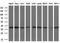 Lactate Dehydrogenase A antibody, GTX84227, GeneTex, Western Blot image 