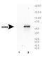 Cerebellar Degeneration Related Protein 2 antibody, TA336894, Origene, Western Blot image 