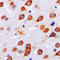 Metabotropic glutamate receptor 4 antibody, LS-C352281, Lifespan Biosciences, Immunohistochemistry frozen image 