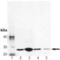 Golgi SNAP Receptor Complex Member 2 antibody, GTX13511, GeneTex, Western Blot image 