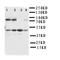 Heat Shock Protein Family E (Hsp10) Member 1 antibody, orb76303, Biorbyt, Western Blot image 