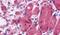 Malectin antibody, PA5-32923, Invitrogen Antibodies, Immunohistochemistry paraffin image 