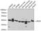 Uroporphyrinogen decarboxylase antibody, 19-699, ProSci, Western Blot image 