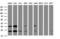 Ubiquitin Conjugating Enzyme E2 E3 antibody, LS-C337722, Lifespan Biosciences, Western Blot image 