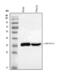 Aldo-Keto Reductase Family 1 Member B10 antibody, A02976, Boster Biological Technology, Western Blot image 