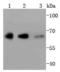 YY1 Transcription Factor antibody, A00833, Boster Biological Technology, Western Blot image 