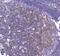 CD80 Molecule antibody, A00196-1, Boster Biological Technology, Immunohistochemistry paraffin image 