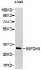 RNA binding protein fox-1 homolog 3 antibody, STJ25311, St John