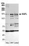 WAPL Cohesin Release Factor antibody, A300-268A, Bethyl Labs, Western Blot image 