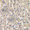 Membrane Palmitoylated Protein 2 antibody, A6659, ABclonal Technology, Immunohistochemistry paraffin image 