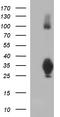 MHC class II-associated invariant chain antibody, TA507336, Origene, Western Blot image 