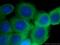 Obg-like ATPase 1 antibody, 16371-1-AP, Proteintech Group, Immunofluorescence image 